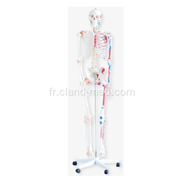 Squelette avec Muscles et Ligaments 180cm de haut